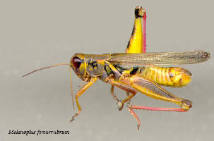 Melanoplus femurrubrum- male, Red-legged grasshopper