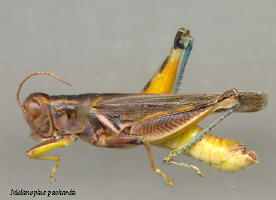 Melanoplus packardii- male, Packard's grasshopper