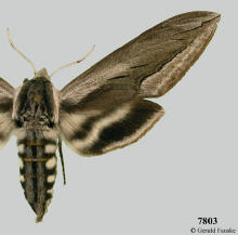 Sphinx vashti, Vashti's sphinx moth