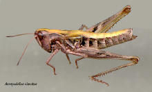 Aeropedellus clavatus, Clubhorned grasshopper