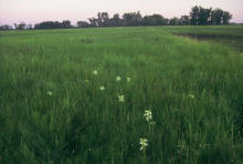 Bluestem transect H1 showing Platanthera praeclara, Western prairie fringed orchids in the foreground