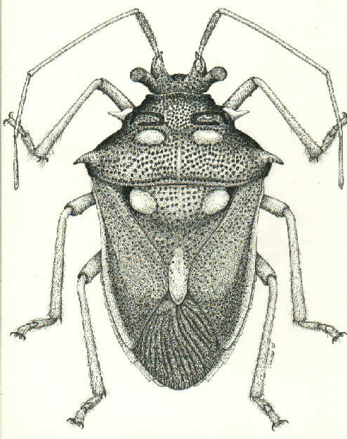 Caridophthalmus species