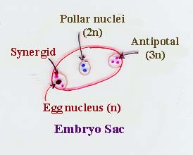 ploidy of embryo sac
