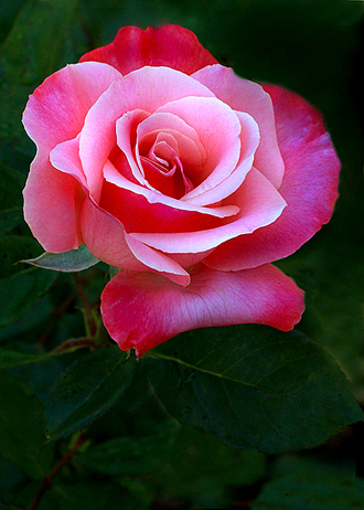 Rose1.jpg