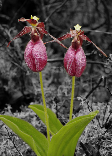 Georgia Native Plant Society - Pink lady's slipper (Cypripedium acaule) is  at its southern range in north Georgia, as far south as Harris County. This  beautiful orchid belongs to a genus that