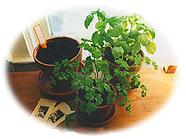 Herbs Pots