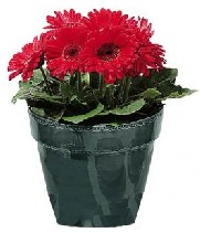 Red Potted Gerber Daisy