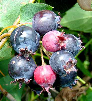 Juneberries