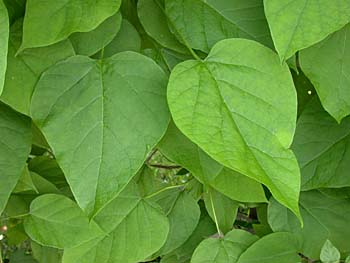 southern catalpa tree leaf
