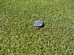 Bentgrass with quater laying on it.