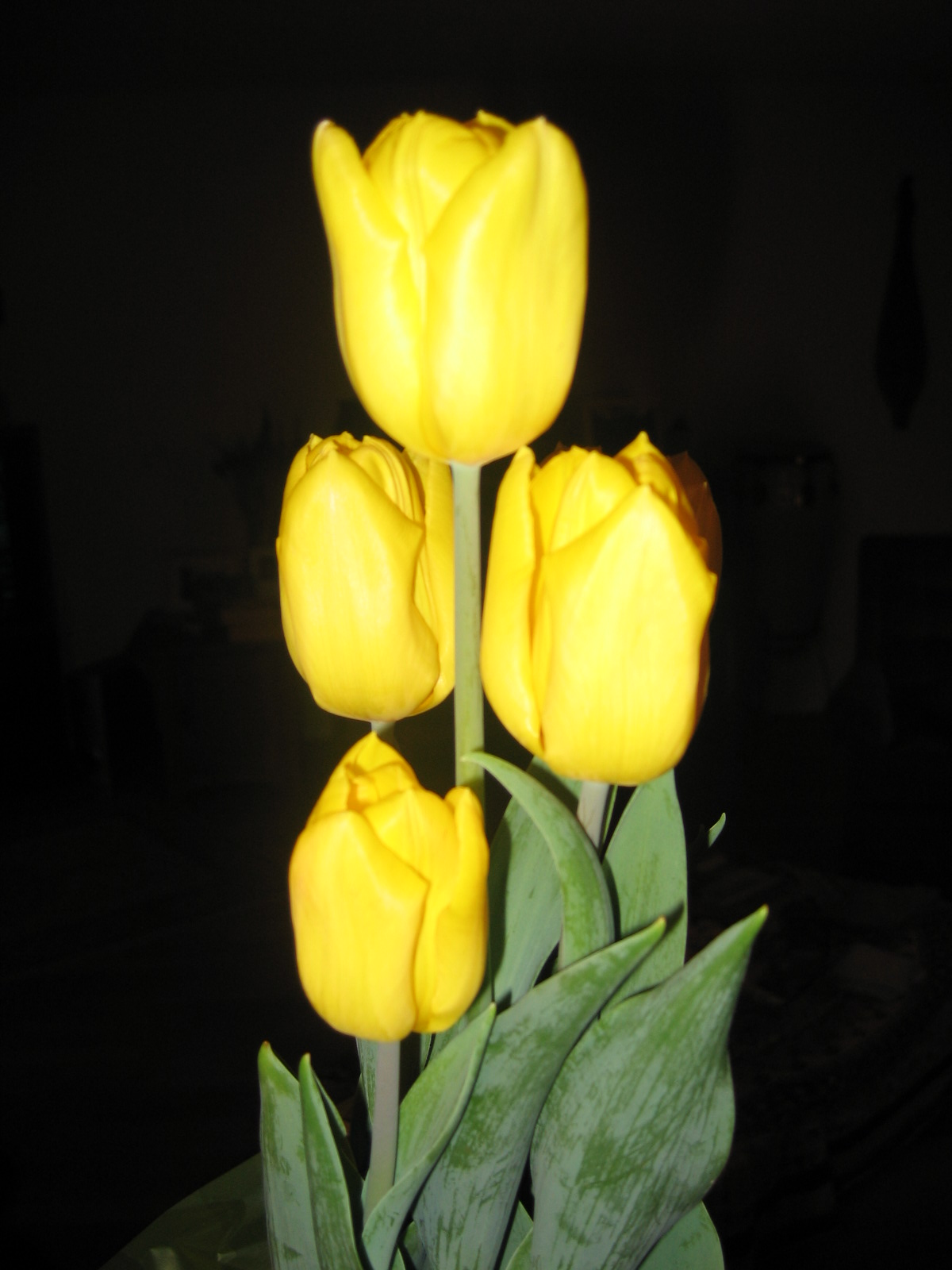 Holy Saturday Tulips