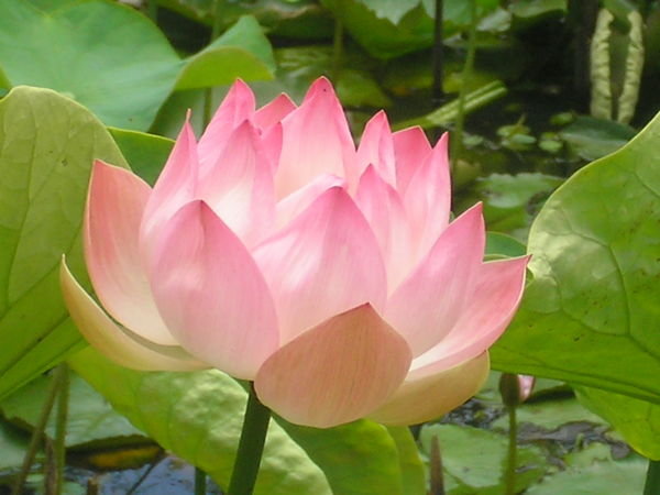 Lotus Flower