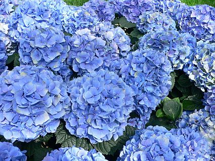 blue-hydrangea_49