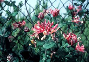 Photo of Goldflame Honeysuckle plant.
