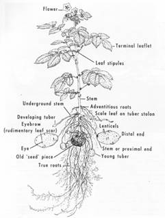 Potato Growth Chart