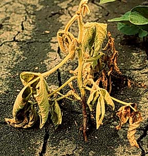 root rot photo