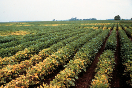 A field of soybean with SCN