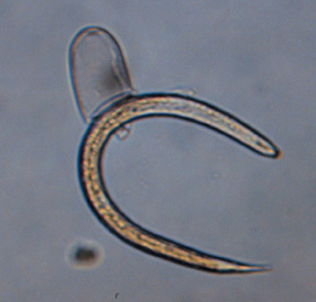 Larva of SCN