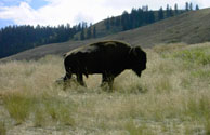 Bison on the National Bison Range National Wildlife Refuge (northwest Montana).