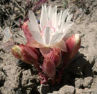 Bitter root (Lewisia rediviva) on a post-wildfire restoration site (Glass Butte, west of Burns Oregon).