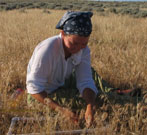 Clipping biomass on an site invaded by cheatgrass (Thunder Basin National Grasslands, eastern WY).