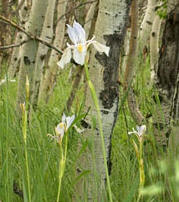 Rocky Mountain iris (Iris missouriensis) in a aspen (Populus tremuloides) stand (Montana Rocky Mountain Front Range).
