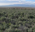 Sagebrush and shadscale saltbush north of the Great Salt Lake (northern Utah)
