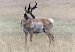 Pronghorn antelope (north of Douglas, Wyoming).