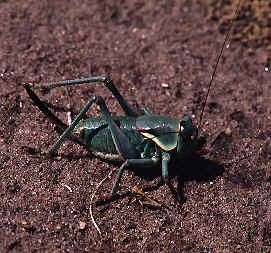 Grasshopper image