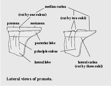 Lateral views of the pronota