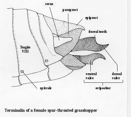 Female terminalia of a grasshopper image