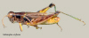 Grasshopper thumbnail