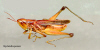 Grasshopper thumbnail