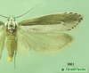 1001 moth image