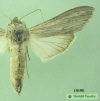 10190 moth image
