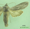 10194 moth image