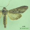 10198 moth image