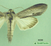 10200 moth image