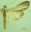 10202 moth image