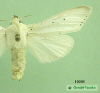 10205 moth image