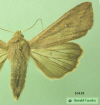 10438 moth image