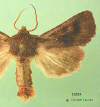 10524 moth image