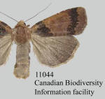 Abagrotis brunneipennis