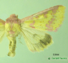 11066 moth image