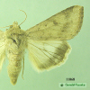 11068 moth image
