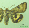 11072.1 moth image