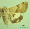 11072 moth image