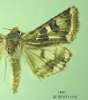 11082 moth image