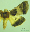 11128 moth image
