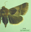 11128a moth image